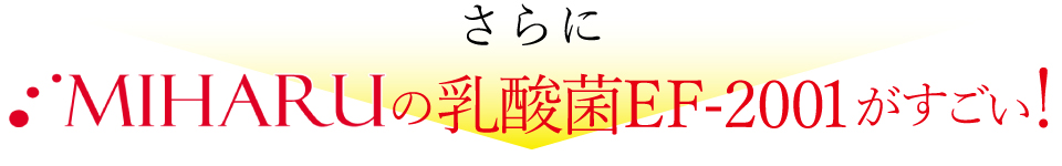 さらにMIHARUの乳酸菌EF-2001がすごい！
